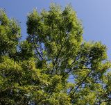 Fraxinus variety coriacea
