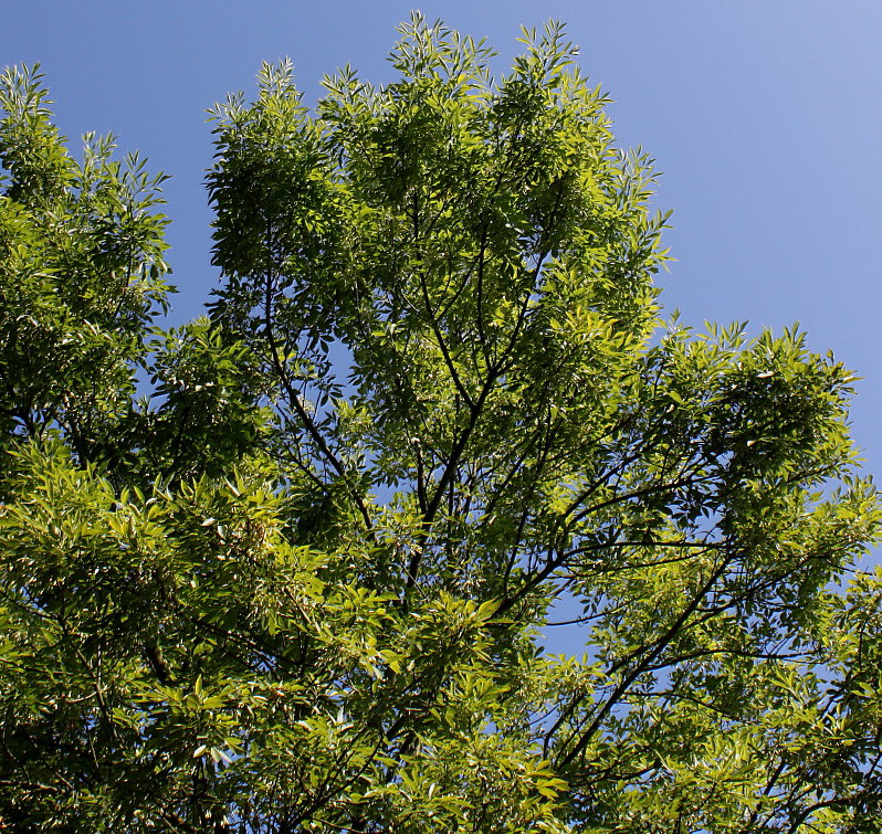 Изображение особи Fraxinus velutina var. coriacea.
