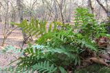 Polypodium interjectum. Спороносящие вайи. Южный берег Крыма, северный склон г. Ильяс-Кая. 27 декабря 2013 г.