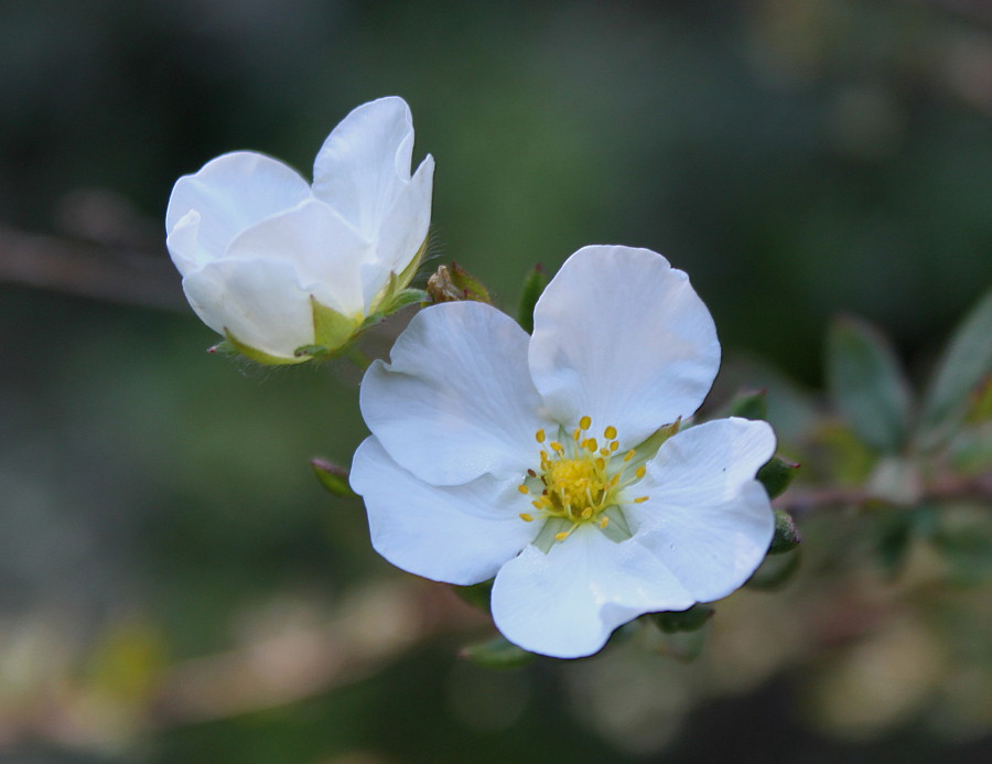 Изображение особи Dasiphora fruticosa.