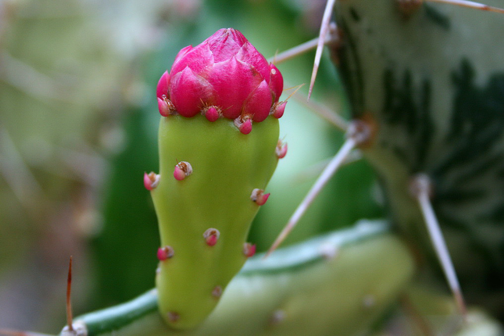 Изображение особи Opuntia cochenillifera.