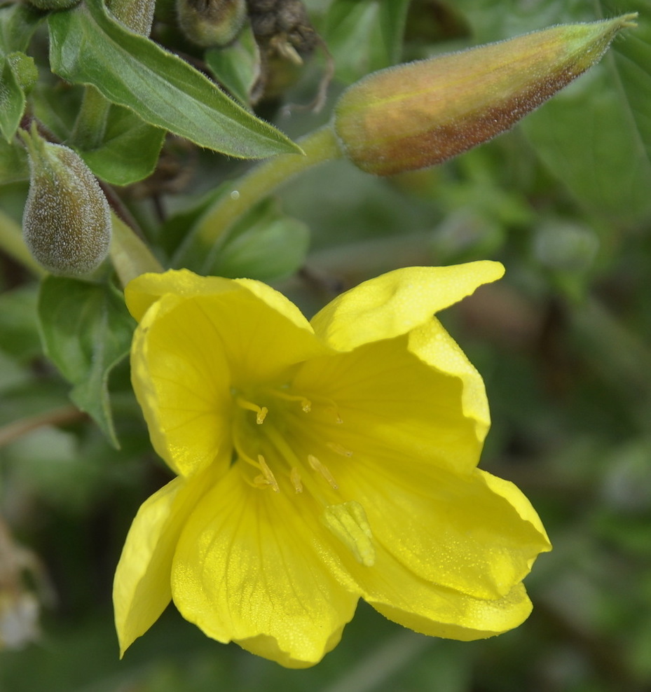 Image of Oenothera glazioviana specimen.