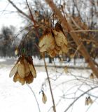 Acer tataricum