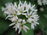 Allium ursinum. Соцветие. Нидерланды, Гронинген, городской парк. Апрель 2006 г.