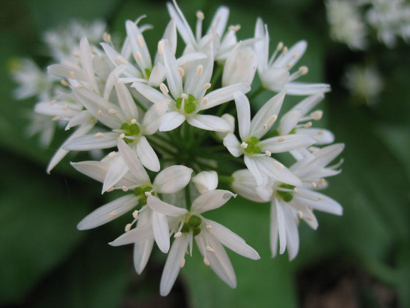 Изображение особи Allium ursinum.