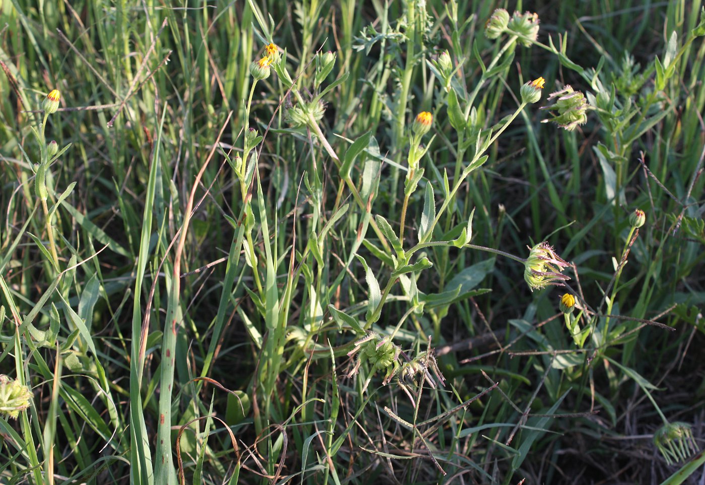 Image of Calendula palaestina specimen.
