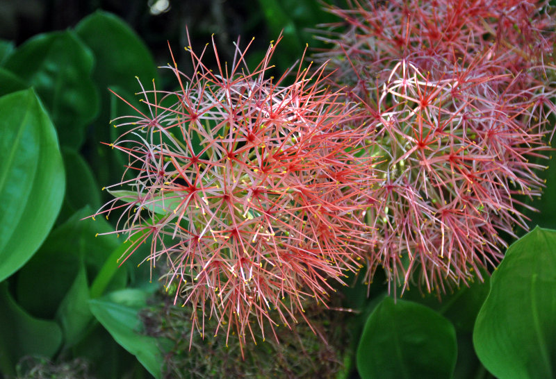 Image of Scadoxus multiflorus specimen.