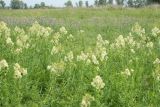 Thalictrum flavum. Цветущие растения на лугу. Восточный Казахстан, Уланский р-н, окр. с. Украинка. 11.07.2007.