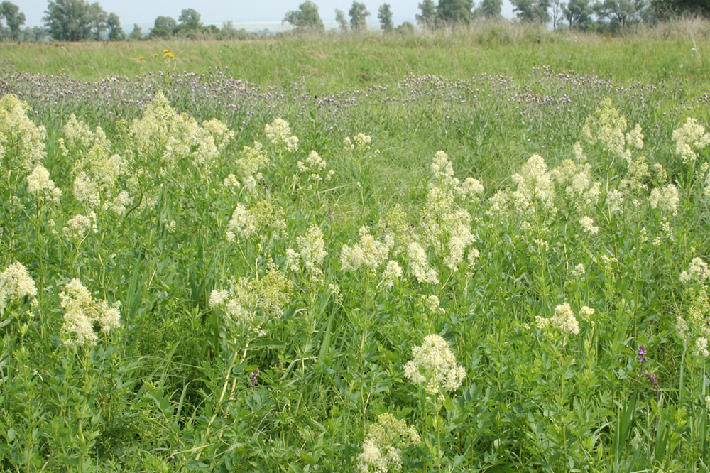 Image of Thalictrum flavum specimen.