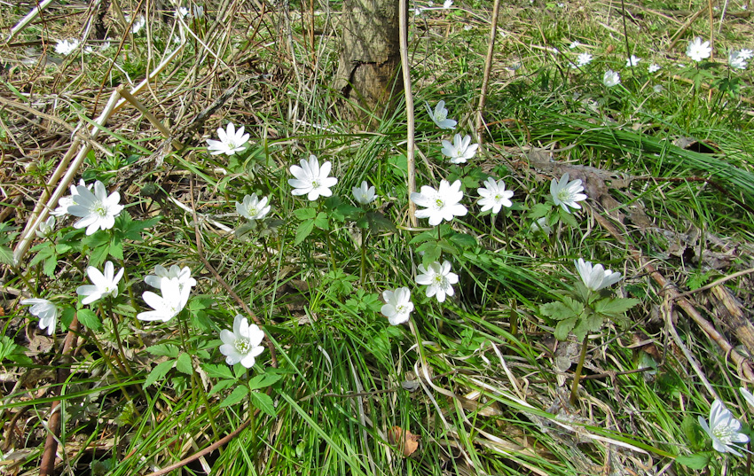 Изображение особи Anemone altaica.