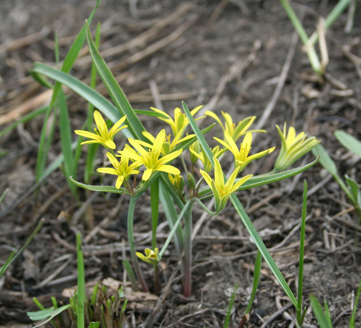 Image of Gagea fedtschenkoana specimen.