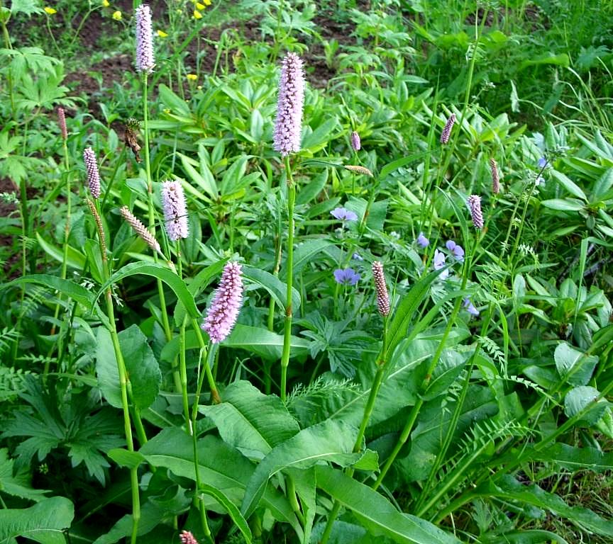 Изображение особи Bistorta officinalis.