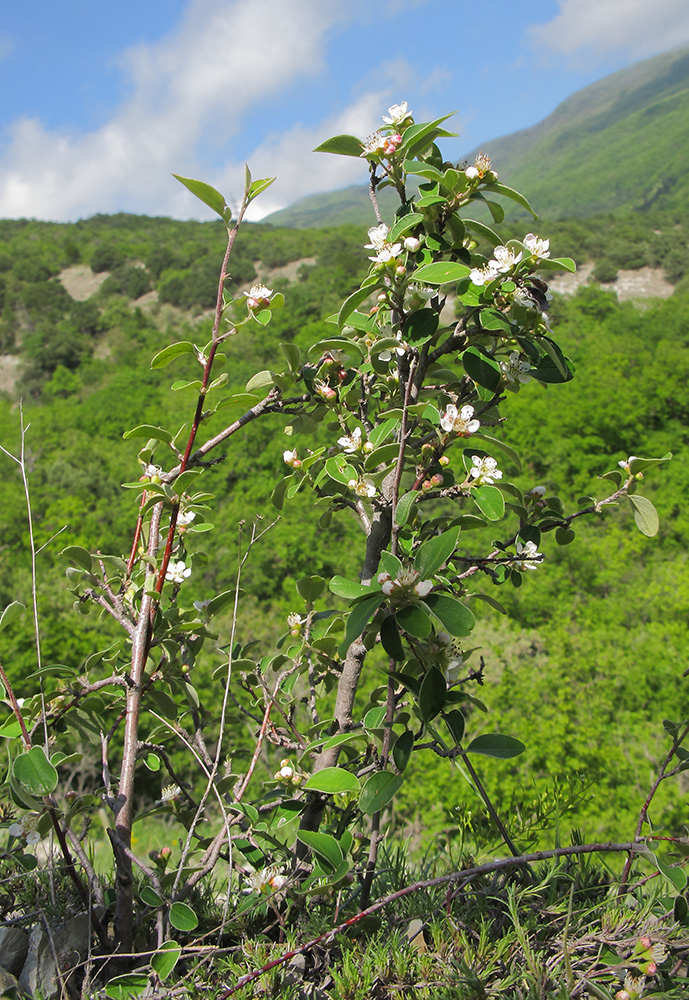 Изображение особи Cotoneaster suavis.