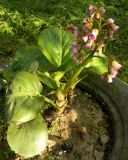 Bergenia crassifolia