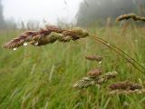 Dactylis glomerata. Соцветие. Московская обл., ЗБС МГУ. Июль 2007 г.