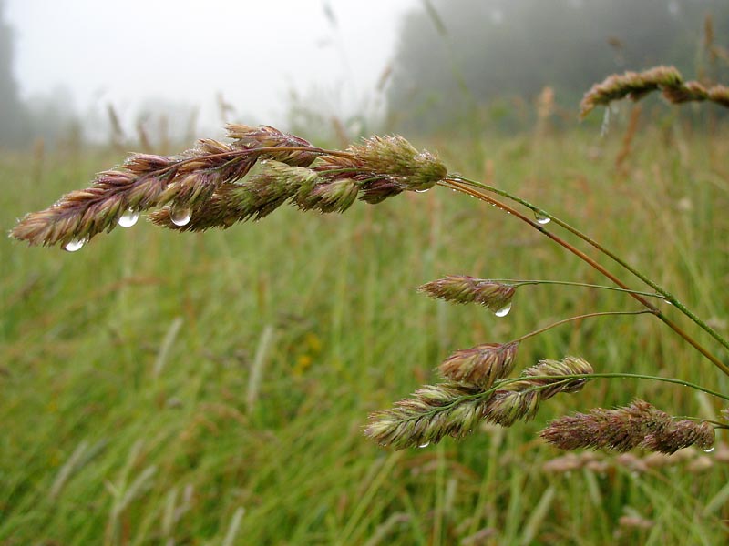 Изображение особи Dactylis glomerata.