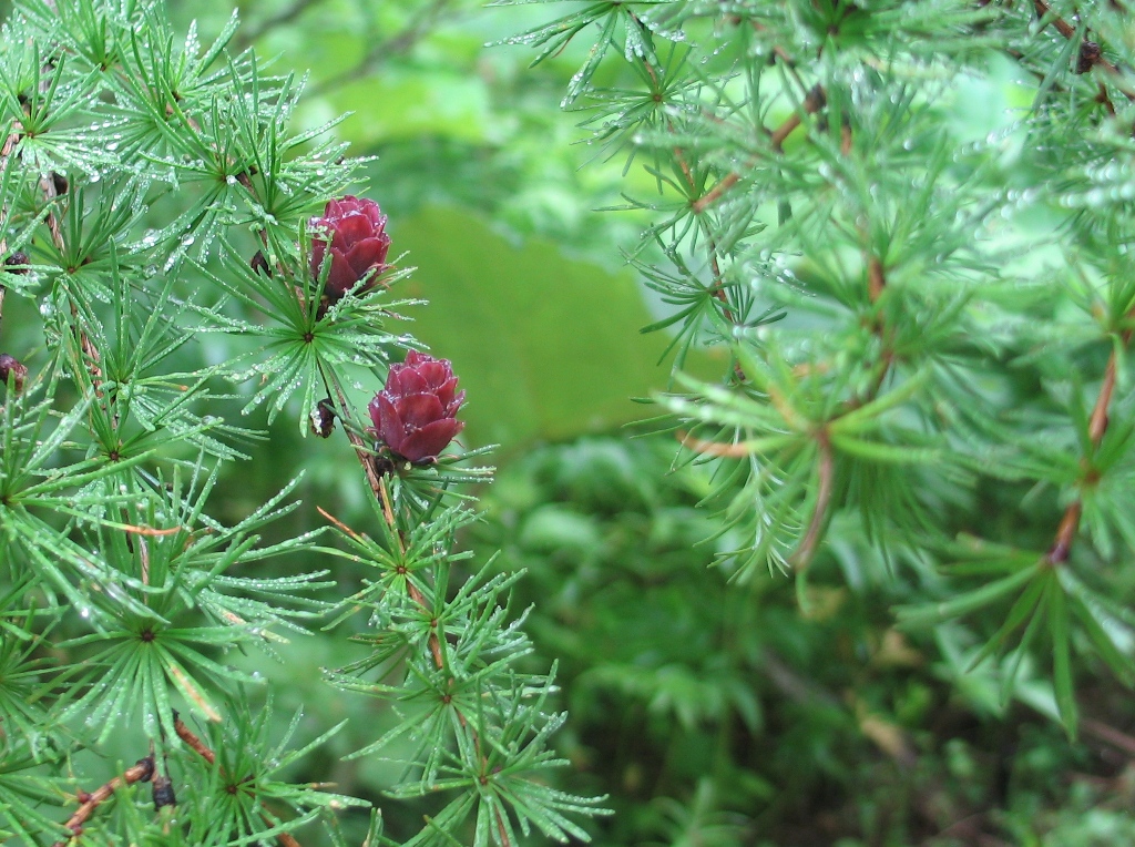 Image of Larix cajanderi specimen.
