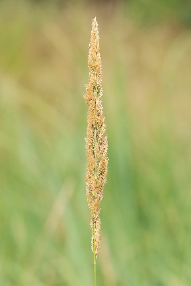 Изображение особи Calamagrostis glomerata.