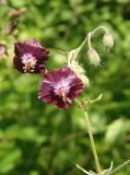 Geranium phaeum