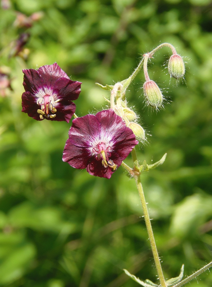 Изображение особи Geranium phaeum.