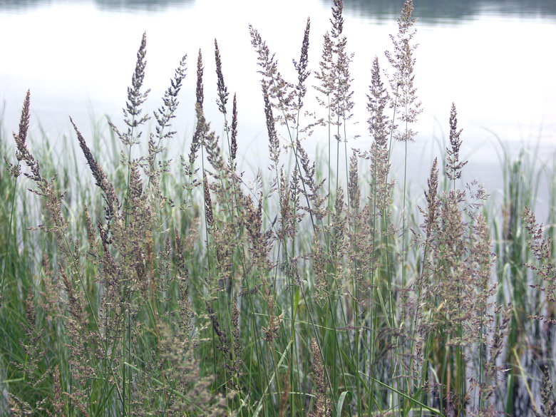 Изображение особи Calamagrostis neglecta.