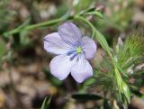 Linum bienne