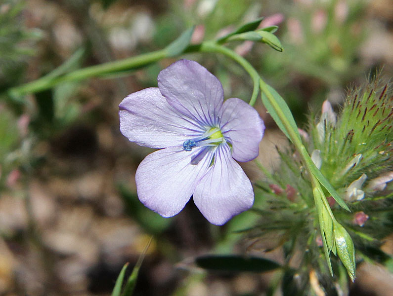 Изображение особи Linum bienne.