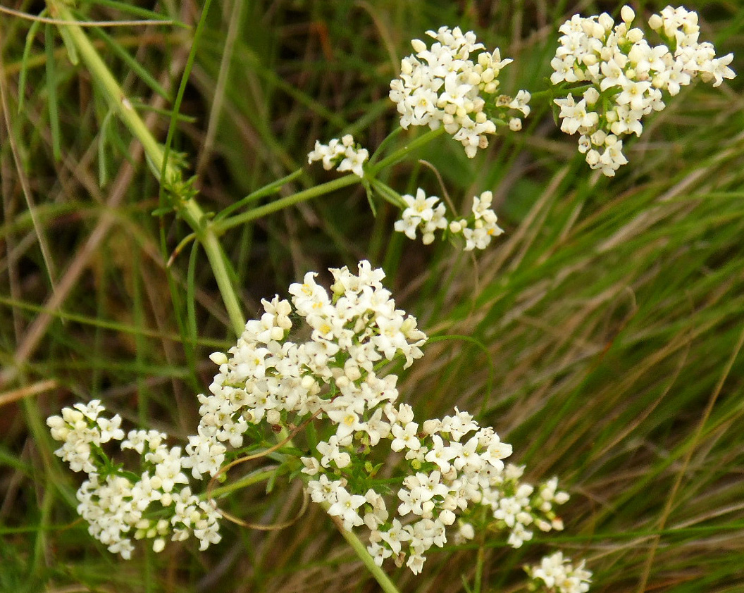 Изображение особи Galium volhynicum.