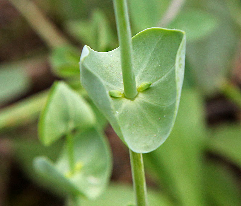 Изображение особи Blackstonia perfoliata.