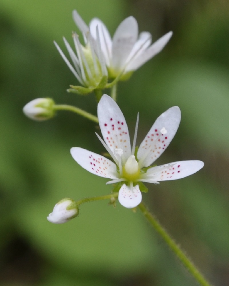 Image of Saxifraga rotundifolia specimen.