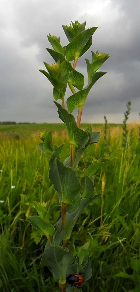 Изображение особи Bupleurum rotundifolium.