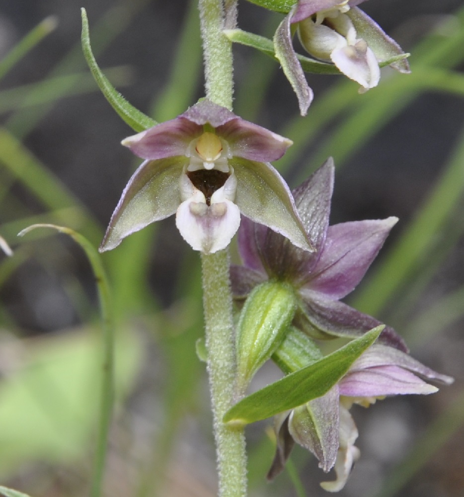 Изображение особи Epipactis helleborine ssp. degenii.