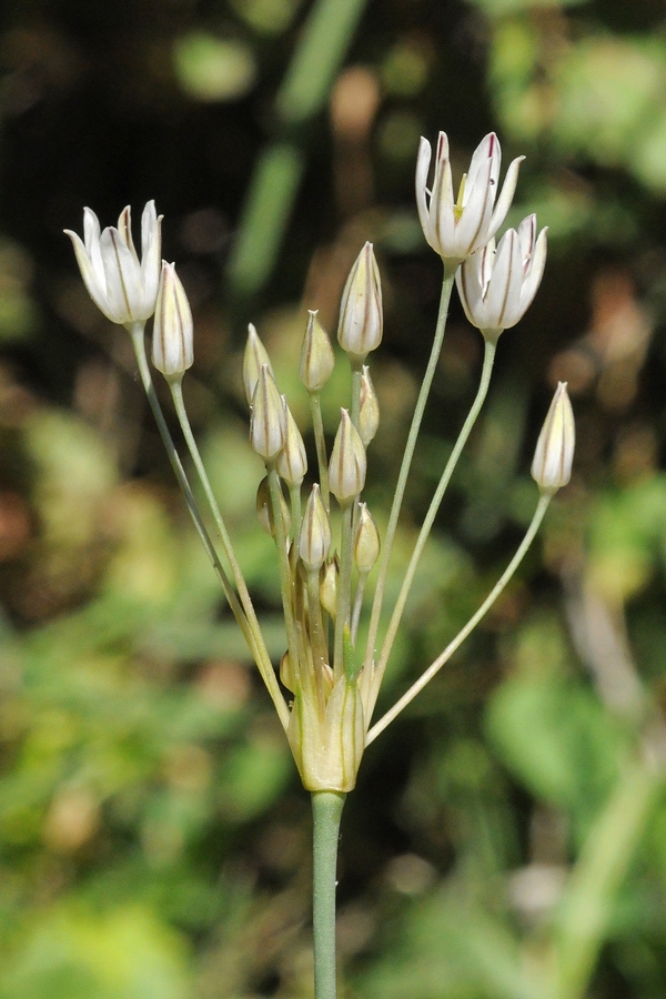 Image of Allium moschatum specimen.