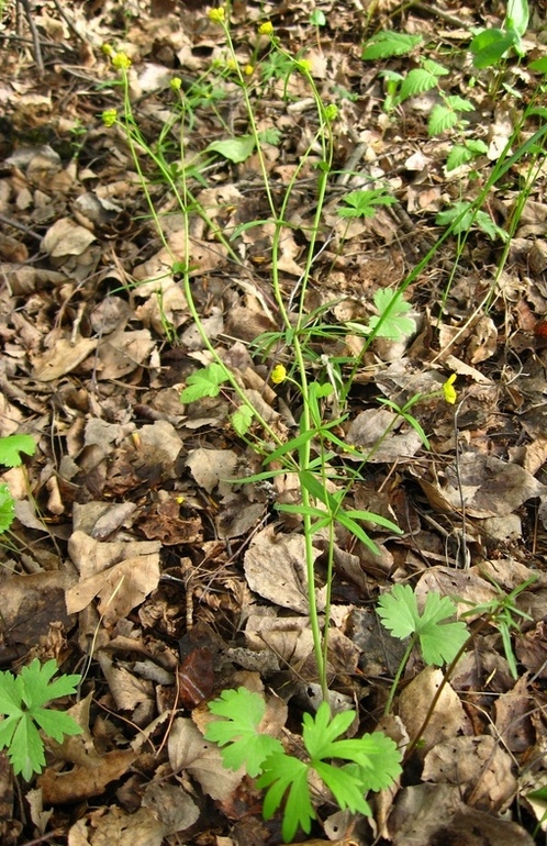 Изображение особи Ranunculus auricomus.