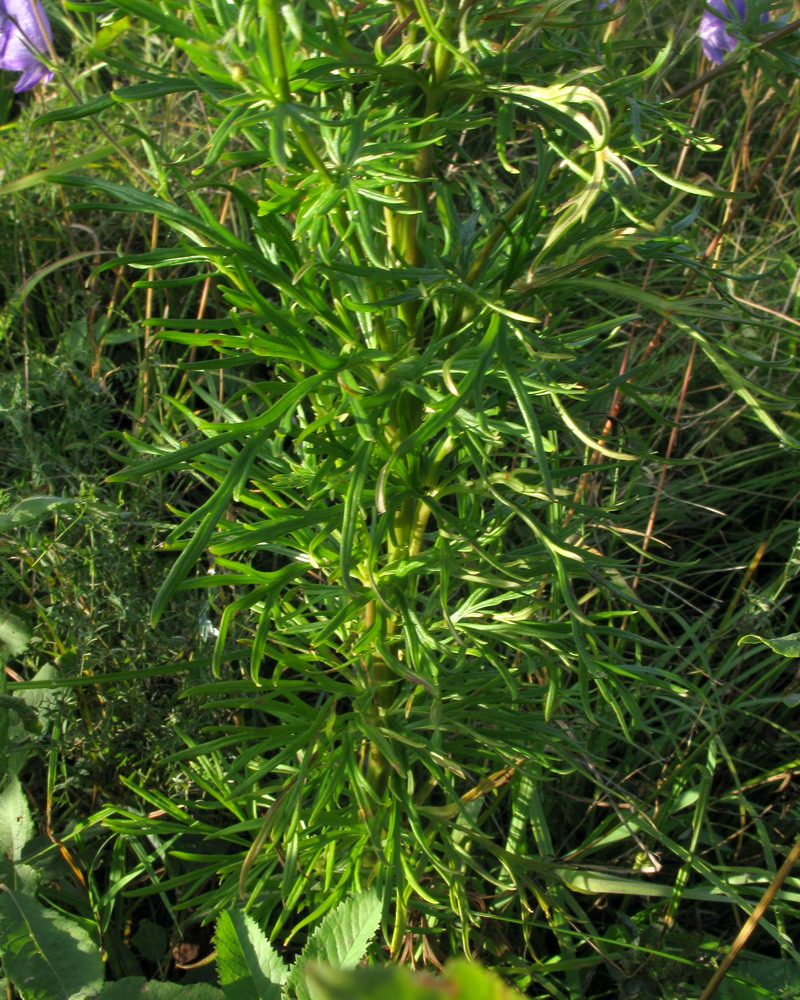 Изображение особи Aconitum ambiguum.