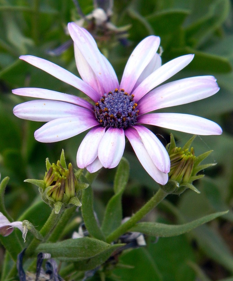 Изображение особи Dimorphotheca ecklonis.