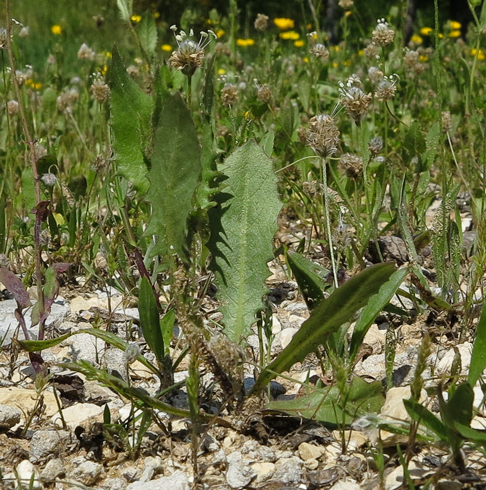 Image of Crepis aspera specimen.