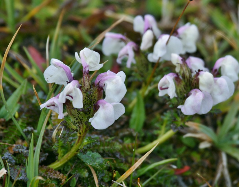 Изображение особи Pedicularis rhinanthoides.