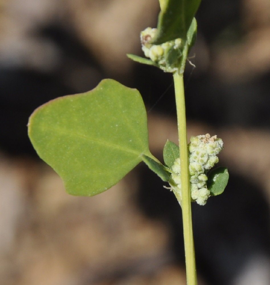 Image of Chenopodium opulifolium specimen.