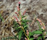 Persicaria lapathifolia