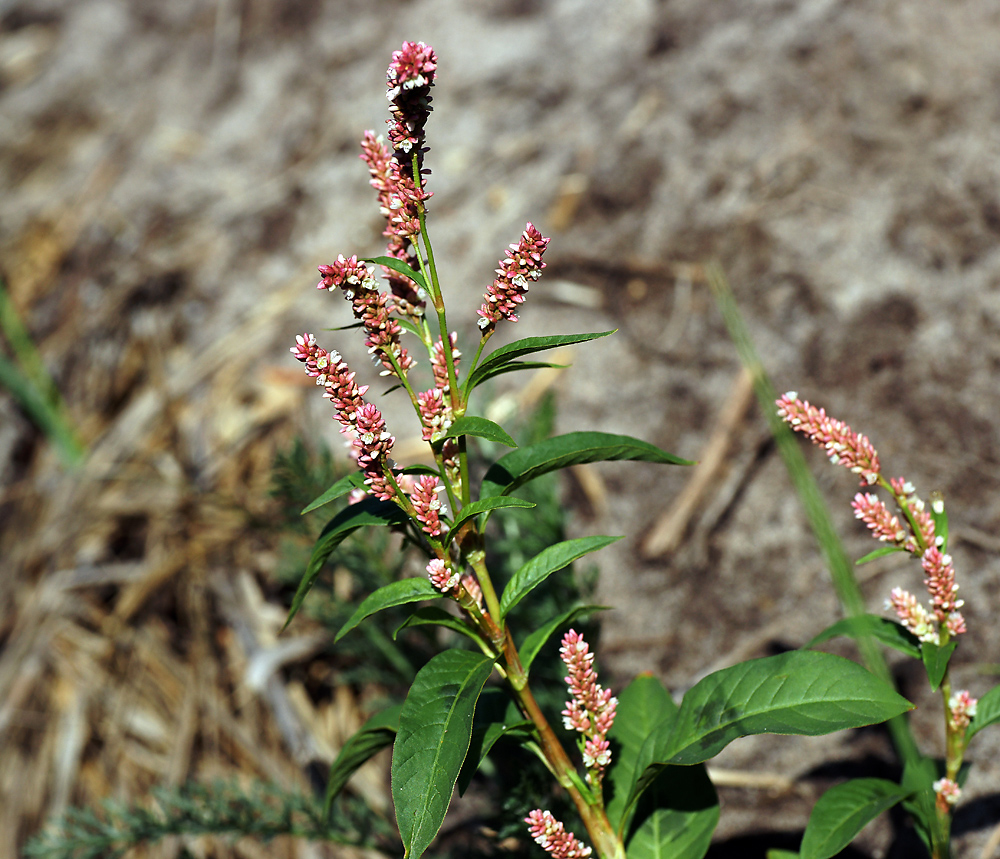 Image of Persicaria lapathifolia specimen.