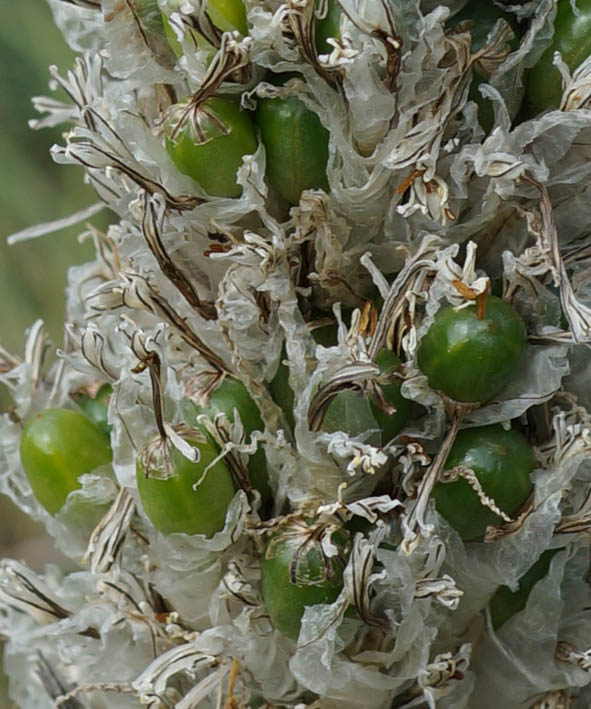 Image of Asphodeline taurica specimen.