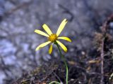 Dolichorrhiza renifolia