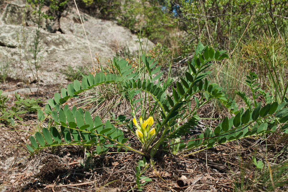 Image of Astragalus schanginianus specimen.