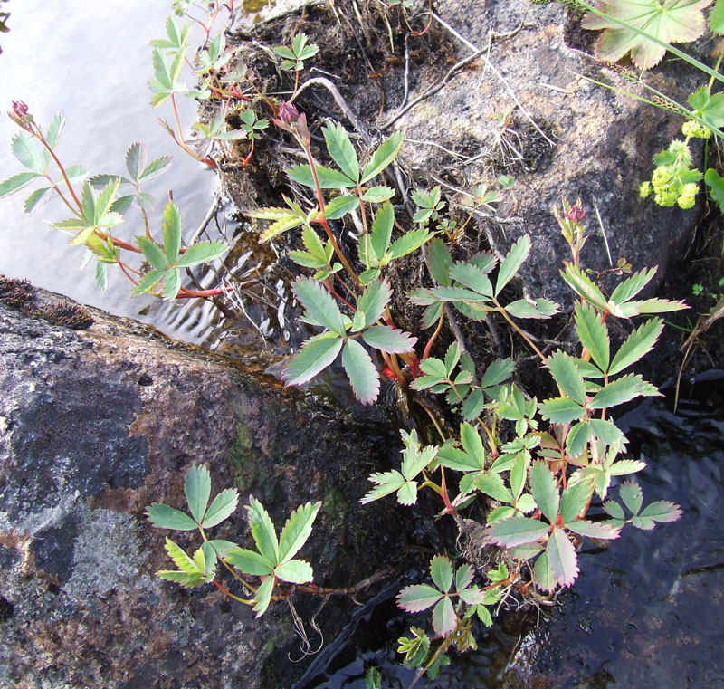 Image of Comarum palustre specimen.