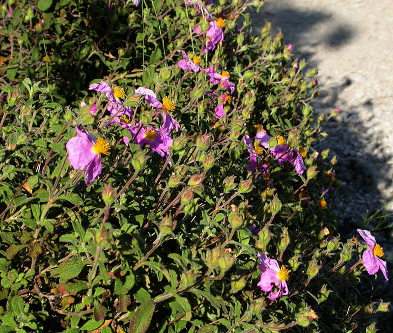 Image of Cistus tauricus specimen.