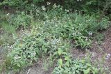 Salvia tomentosa. Заросли шалфея с растениями типичной и белоцветковой форм на опушке грабинниково-дубового леса. Крым, Бахчисарайский р-н, окр. с. Трудолюбовка. 20.07.2009.