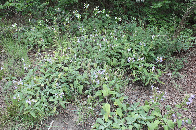 Изображение особи Salvia tomentosa.