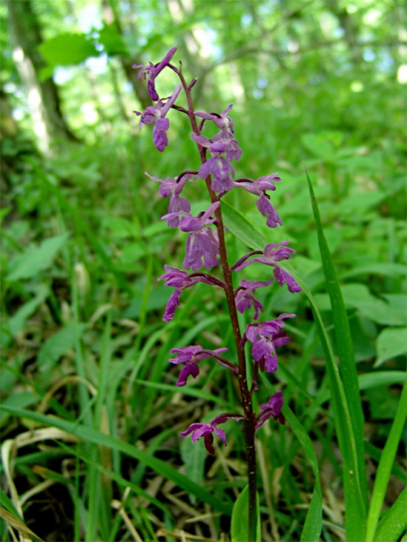 Изображение особи Orchis mascula.