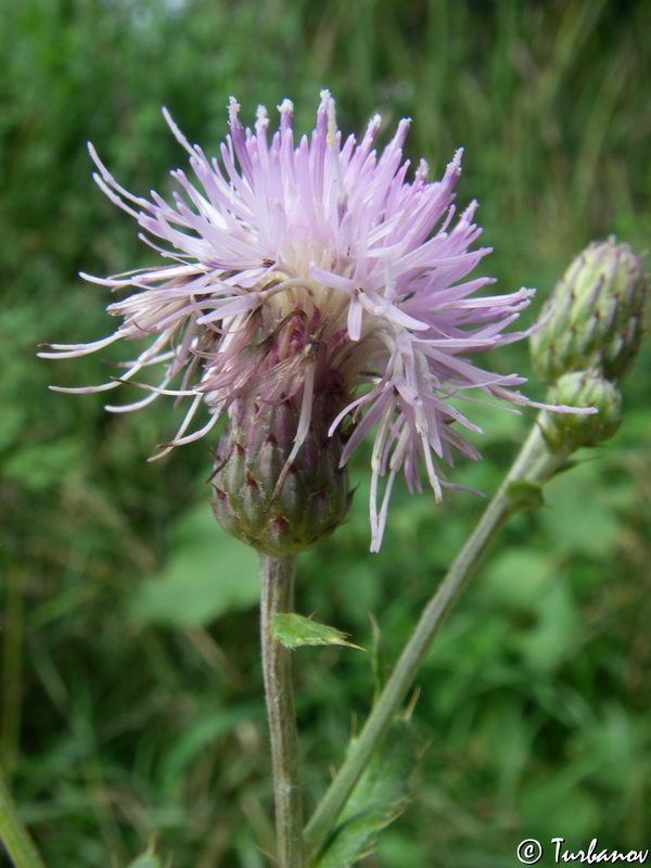 Image of Cirsium incanum specimen.